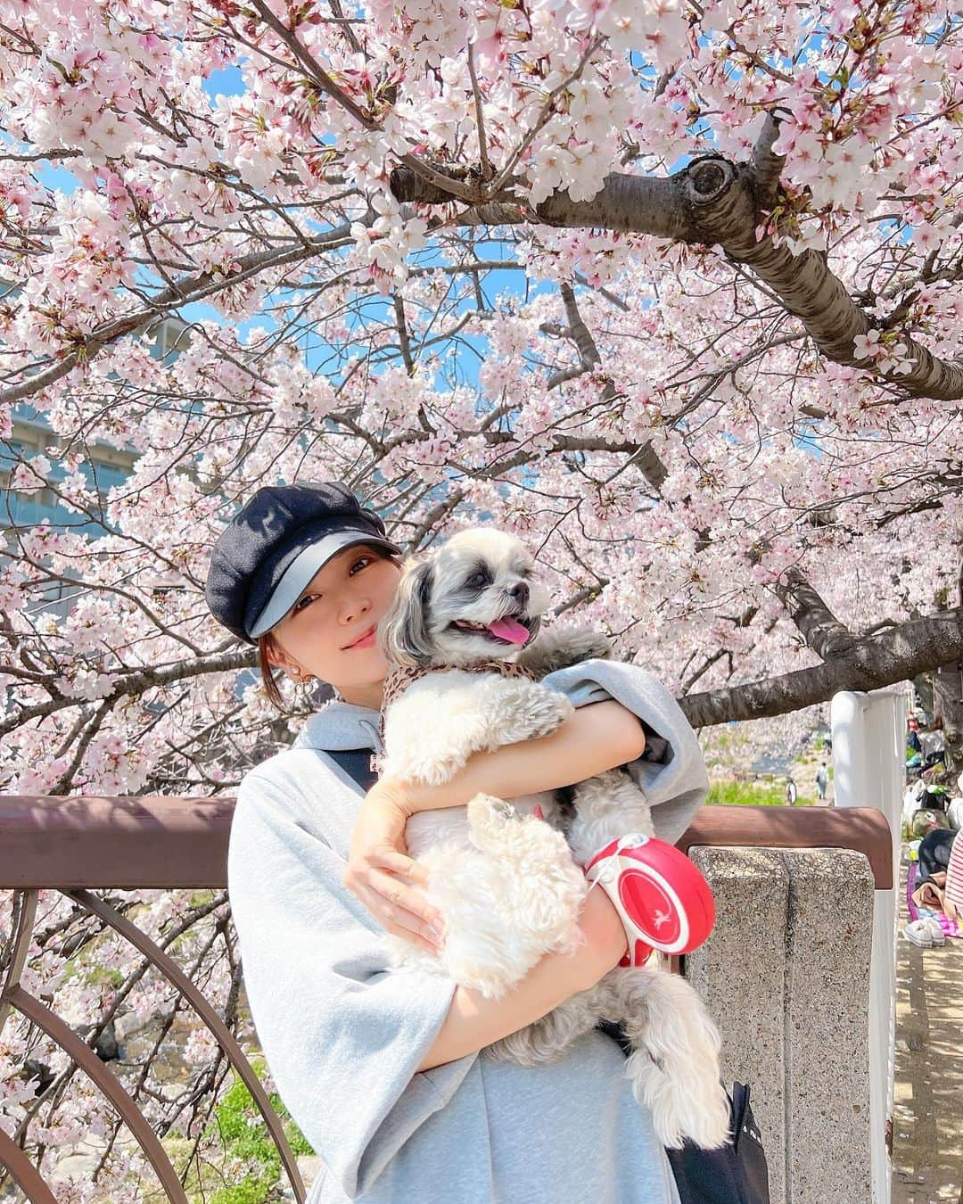 みき みーやんさんのインスタグラム写真 - (みき みーやんInstagram)「めるとお花見ー🤤🌸 . 屋台のカレーや焼きそばや 食べまくってお腹ぱんぱん❤笑 . . #お花見 #花より団子 #shein #shein購入品 #sheinコーデ #grl #grl購入品 #grlコーデ #プチプラコーデ #プチプラ #シーズー #シーズー大好き部 #シーズー犬 #桜 #sakura #花見」4月2日 19時34分 - mi_yan0101