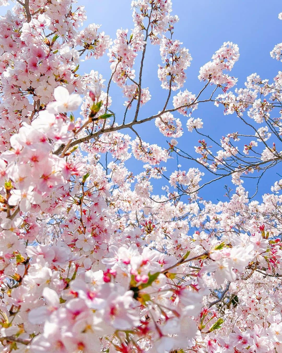 みき みーやんさんのインスタグラム写真 - (みき みーやんInstagram)「めるとお花見ー🤤🌸 . 屋台のカレーや焼きそばや 食べまくってお腹ぱんぱん❤笑 . . #お花見 #花より団子 #shein #shein購入品 #sheinコーデ #grl #grl購入品 #grlコーデ #プチプラコーデ #プチプラ #シーズー #シーズー大好き部 #シーズー犬 #桜 #sakura #花見」4月2日 19時34分 - mi_yan0101