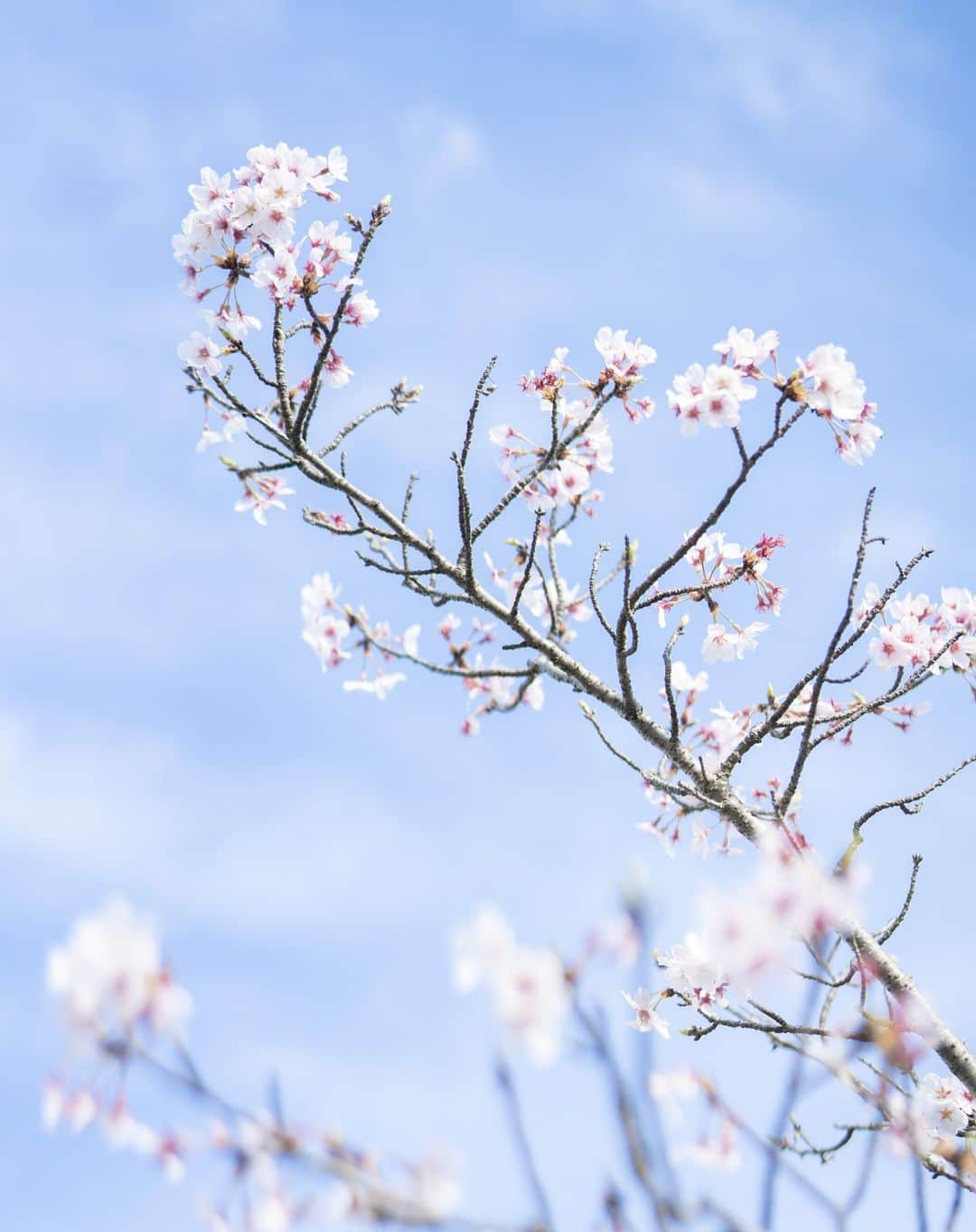 Shinsuke Inoueのインスタグラム：「#桜 | #仏生山 | #高松市 | #香川県 | #SAKURA | #BUSYOZAN | #TAKAMATSU | #KAGAWA | #JAPAN」