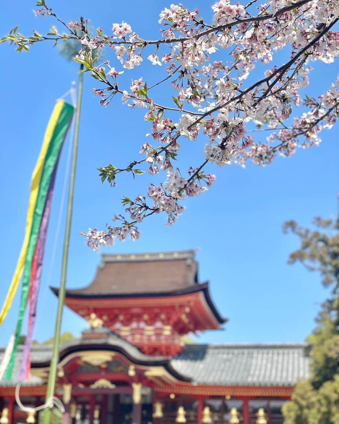 木嶋菜穂子のインスタグラム：「2023.4.1 昨日は沢山のメッセージ🎂 ありがとうございます♡ 　 3学期から樟葉に引越して 初めての春ー🌸✨  お誕生日は、 朝、石清水さんに朔日詣り、 みんなとごはんを食べて、 午後は、撮影のお仕事、と 　 普段どおりの、 おだやかで平和な一日♡ 　 　 今までは誕生日といえば どこかにお出かけ(=家事からの休養) していたけど、 　 今は、 周りに助けていただける事が多く 　 非日常を求めなくても 日常が毎日満たされていて、  変わらない今日であることが幸せ。 　 　  　 昨日は、 思いがけず歌を歌ってもらったり、 沢山声をかけていただいたり、 　 今年はこうしていこう！と 進む道も示していただいて。  またがんばろうと思います♡ 　 　 お誕生日ケーキ🎂 @patisserie_uniwa  娘が買ってくれました💕 　 #石清水八幡宮」