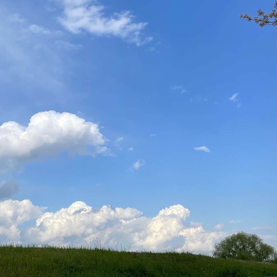 のインスタグラム：「🤳 ⁡ Look up to the sky  You'll never find rainbows If you're looking down🌸🌈 by #CharlieChaplin  ⁡ 「うつむいていたら 決して虹を見つけることはできない 」 大好きなチャップリンの言葉のひとつ🫶 ⁡ Sakura trees in full bloom too! と思ったけど桜の場合は 舞う花びらが教えてくれるね〜 :) ⁡ ⁡ #natureisthegreatestartist #skylovers」