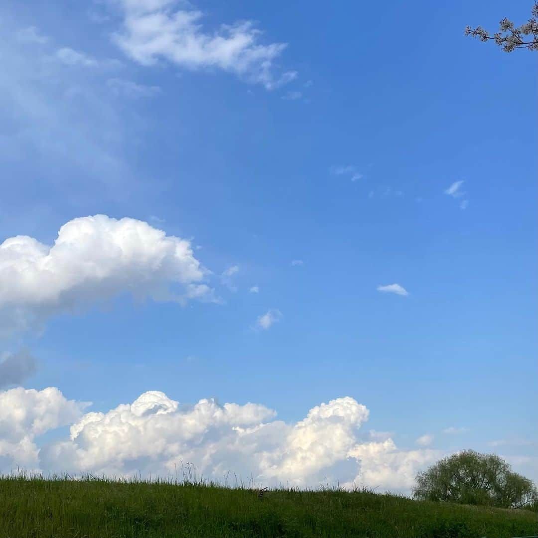 miriishiiのインスタグラム：「🤳 ⁡ Look up to the sky  You'll never find rainbows If you're looking down🌸🌈 by #CharlieChaplin  ⁡ 「うつむいていたら 決して虹を見つけることはできない 」 大好きなチャップリンの言葉のひとつ🫶 ⁡ Sakura trees in full bloom too! と思ったけど桜の場合は 舞う花びらが教えてくれるね〜 :) ⁡ ⁡ #natureisthegreatestartist #skylovers」