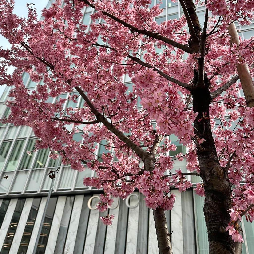 Lisaさんのインスタグラム写真 - (LisaInstagram)「. 春だねぇ🌸 春はいろんな花が咲いてて癒される🌷🌸🌼」4月2日 10時53分 - lisarobintweety