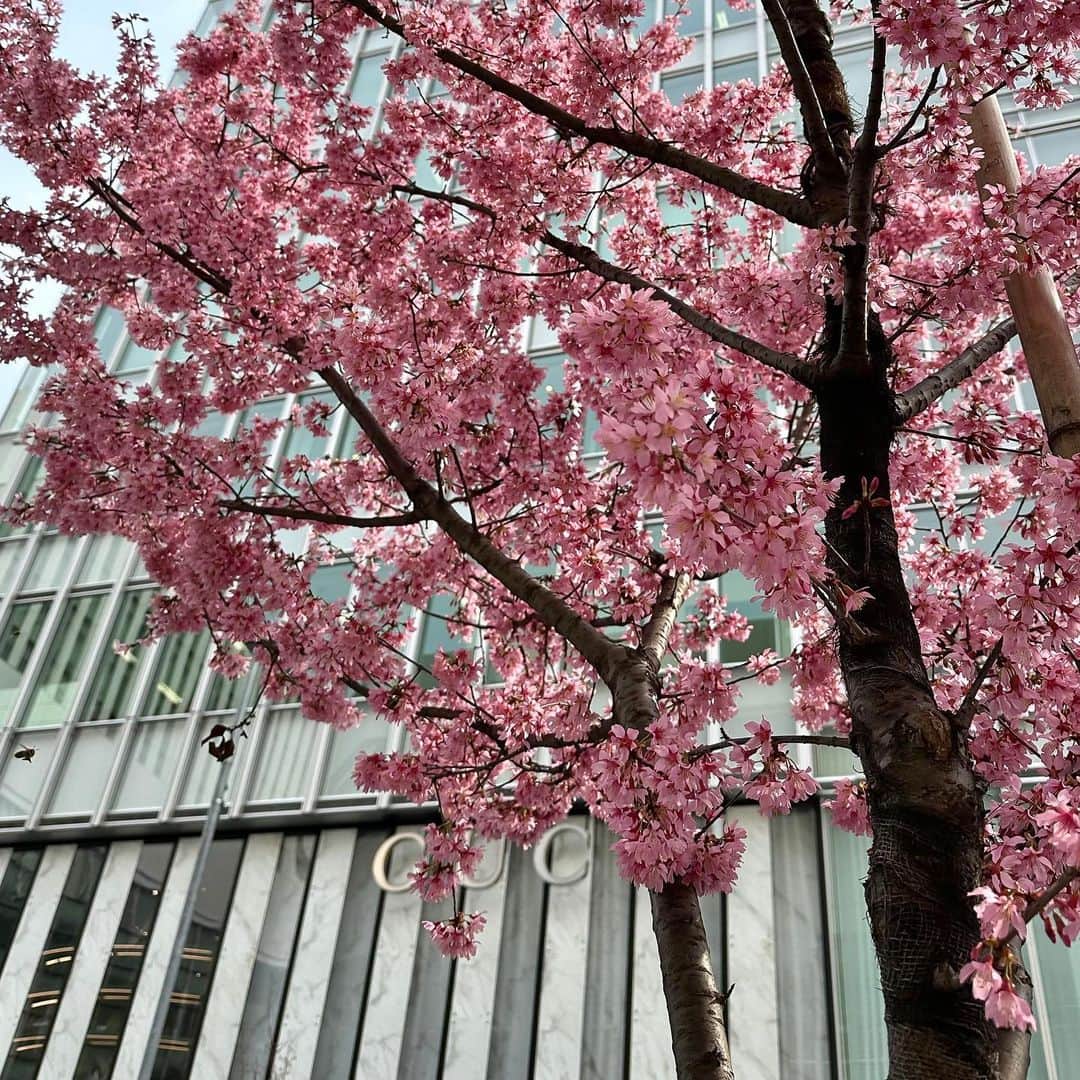 Lisaのインスタグラム：「. 春だねぇ🌸 春はいろんな花が咲いてて癒される🌷🌸🌼」