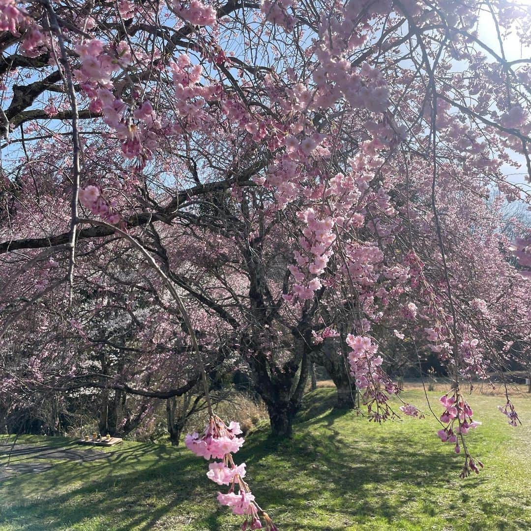 あだち理絵子さんのインスタグラム写真 - (あだち理絵子Instagram)「#三多気の桜   #ミツマタ群生地　から車で10分もかからず。  せっかくだから寄りました😊  三多気の桜 ↓  古木が多く歴史を感じさせるヤマザクラ500本余りの並木道が、伊勢本街道から真福院までの参道に1.5km続きます。まるで桜のトンネルをくぐるかのようで、国指定名勝、「さくら名所100選」に認定されています。  見頃がソメイヨシノより10日ほど遅く、高低差があるため、咲き始めから葉桜まで長い期間、花見が楽しめます。  ʕ•̫͡•ʕ•̫͡•ʔ•̫͡•ʔ•̫͡•ʕ•̫͡•ʔ•̫͡•ʕ•̫͡•ʕ•̫͡•ʔ•̫͡•ʔ•̫͡•ʕ  3月29日は 桜のトンネルはまだ2部咲き。  満開になればそれは美しいと思います。  #三重県観光 #美杉町#三多気 #花おばさん」4月2日 10時53分 - adachi.rieko