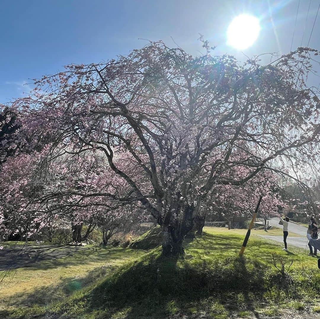 あだち理絵子さんのインスタグラム写真 - (あだち理絵子Instagram)「#三多気の桜   #ミツマタ群生地　から車で10分もかからず。  せっかくだから寄りました😊  三多気の桜 ↓  古木が多く歴史を感じさせるヤマザクラ500本余りの並木道が、伊勢本街道から真福院までの参道に1.5km続きます。まるで桜のトンネルをくぐるかのようで、国指定名勝、「さくら名所100選」に認定されています。  見頃がソメイヨシノより10日ほど遅く、高低差があるため、咲き始めから葉桜まで長い期間、花見が楽しめます。  ʕ•̫͡•ʕ•̫͡•ʔ•̫͡•ʔ•̫͡•ʕ•̫͡•ʔ•̫͡•ʕ•̫͡•ʕ•̫͡•ʔ•̫͡•ʔ•̫͡•ʕ  3月29日は 桜のトンネルはまだ2部咲き。  満開になればそれは美しいと思います。  #三重県観光 #美杉町#三多気 #花おばさん」4月2日 10時53分 - adachi.rieko