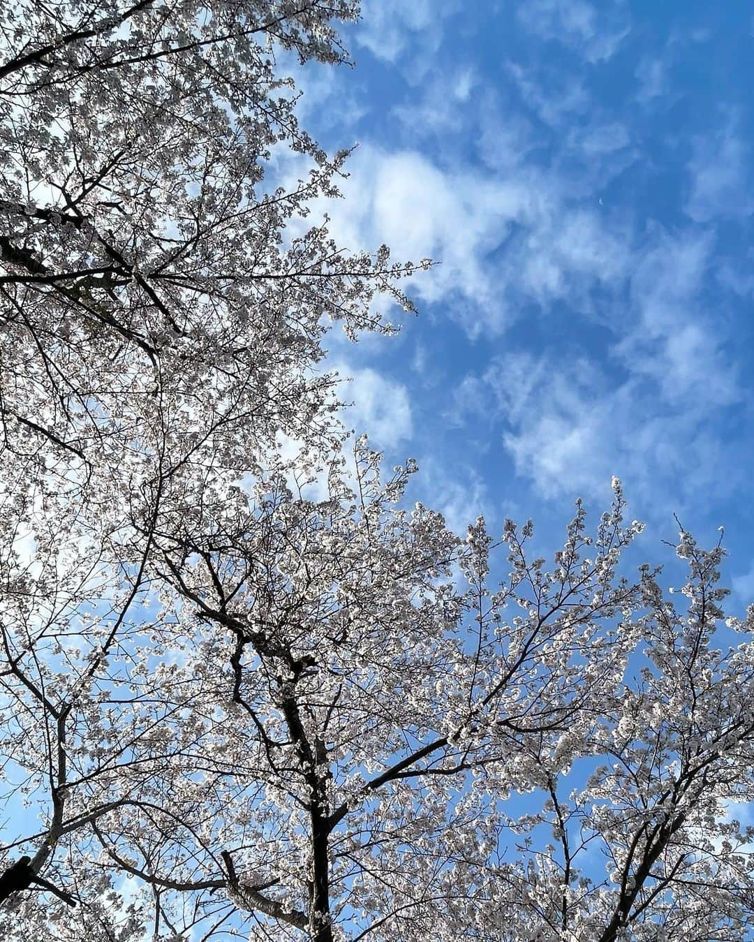 杉山愛さんのインスタグラム写真 - (杉山愛Instagram)「パームの桜もあと数日かなぁ🌸 桜を楽しめる時間はあまりにも短くて… だからこそありがたみも感じられる💕  さぁーーーっ これから新年度✨ 杉山家にとってもチャレンジの年になります♪  #桜 #テニス #お花見テニス #茅ヶ崎 #テニスクラブ #テニススクール #遊びに来てね #予約は #テニスベア」4月2日 10時56分 - aisugiyamaofficial