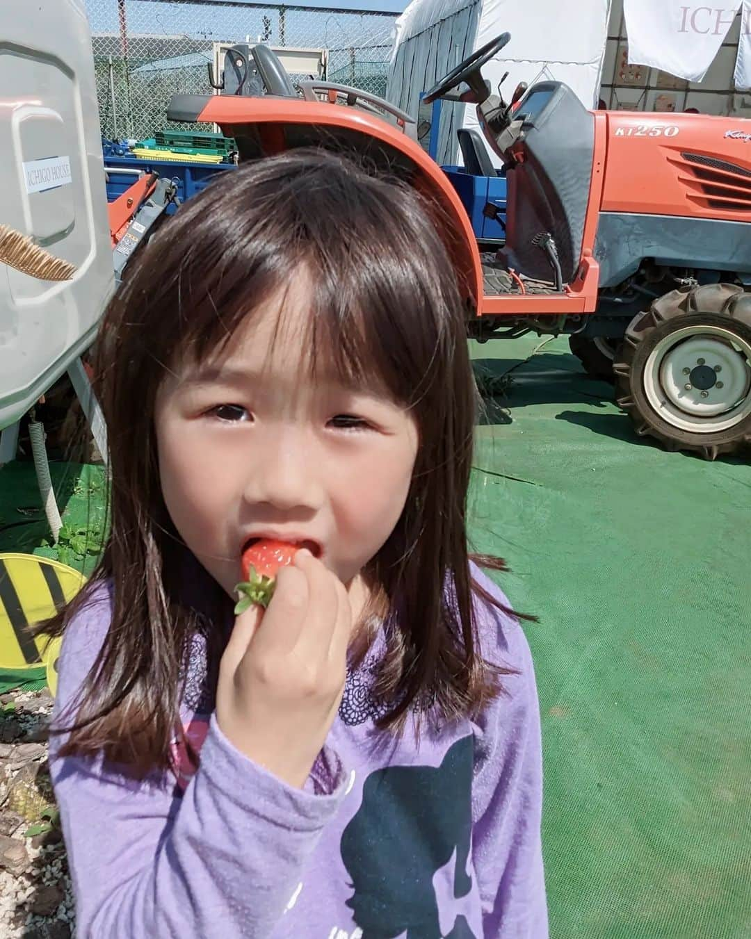 吉村美樹さんのインスタグラム写真 - (吉村美樹Instagram)「狩りたてのいちご🍓購入後にその場で洗っていただけます🍓美味しかったねヽ(=´▽`=)ﾉふたりとも、本当にかわいいね🍓しかし暑い😅母は滝汗🍓  #朝活 #いちご大好き #いちご狩り #パクパクタイム #もぐもぐタイム #とれたて #フレッシュ #2歳と5歳 #3歳差育児 #🍓🍓」4月2日 11時01分 - yoshimuramiki0911