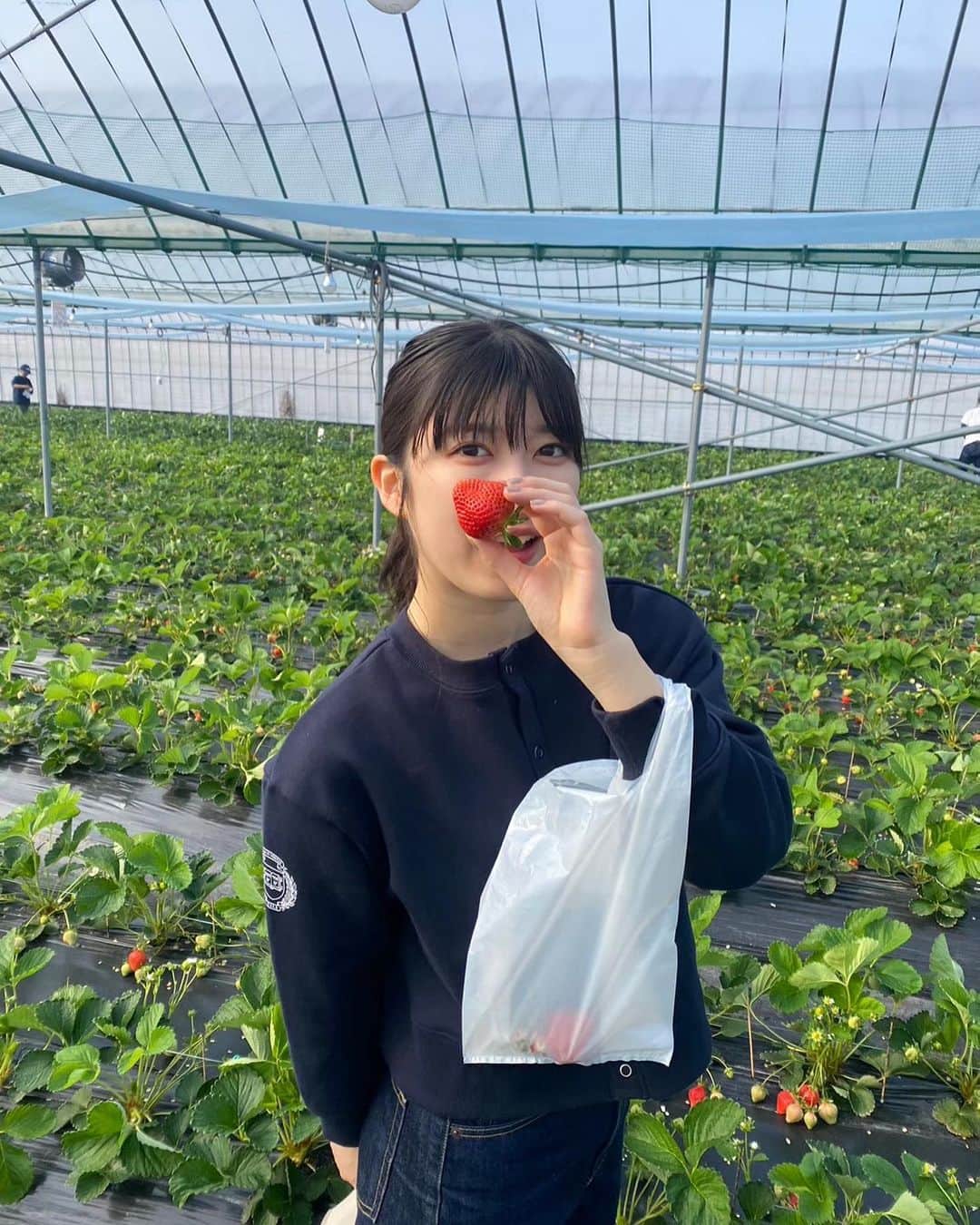 吉田華恋のインスタグラム：「冬にいちご狩り行った時の写真でも載せます あまおうがいちばん好き！🍓」
