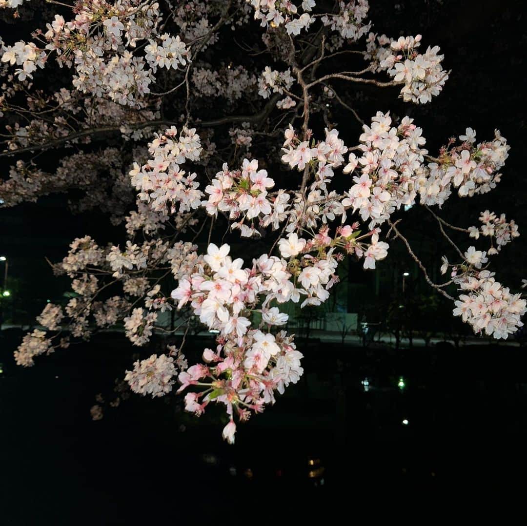 遠野愛のインスタグラム：「4月！ ことしは福岡に来て初めて花見ができました🌸 舞鶴公園には取材で3回プライベートで2回も！！ やっぱり好きだな♡きれいだな♡楽しいなぁ♡ 桜はもちろんだけどみんなが楽しんでる様子も幸せが溢れていて好き😌  1 上手く撮れた渾身の夜桜 2 ドウキナカタニと 3 良い写風だけどよく見ると顔酷い照 4 よく見ると黄昏てる人いる 5 取材現場にいた会社の先輩が撮ってくれた貴重な仕事中の写真🤳トオノを探してください」