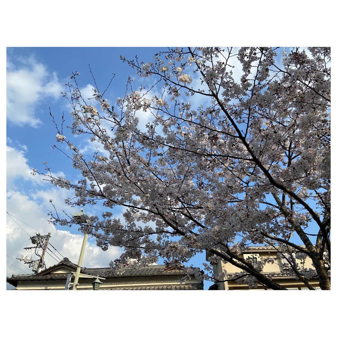 福田沙紀さんのインスタグラム写真 - (福田沙紀Instagram)「#봄」4月2日 11時33分 - sakifukuda_official