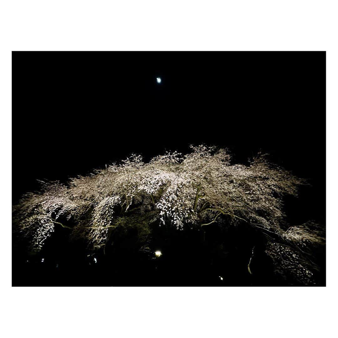 岡副麻希さんのインスタグラム写真 - (岡副麻希Instagram)「🌸🌙 ただただうっとりした桜月夜  ⁡ #御殿場桜まつり #秩父宮記念公園  #夜桜 ライトアップは今夜までだそうです✨」4月2日 11時36分 - maki_okazoe_official