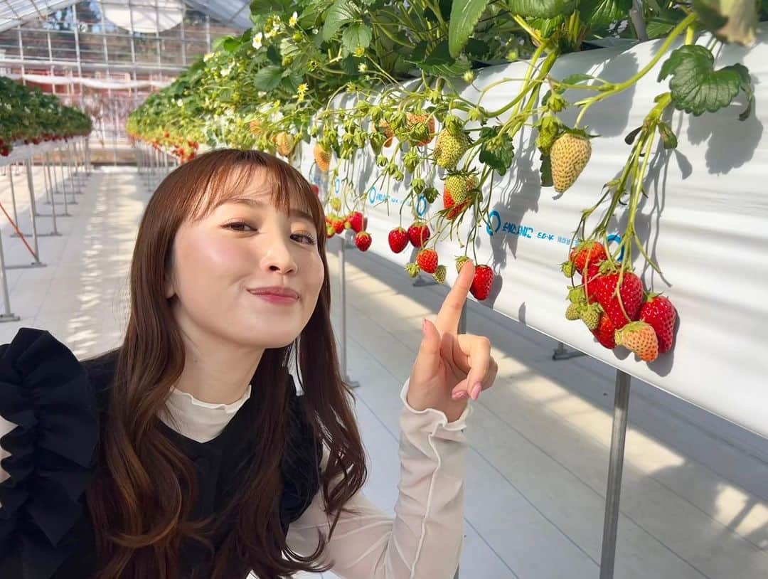 小山愛理のインスタグラム：「⁡ 先日キクマリのロケで行ってきました いちご狩り〜🍓❤️ ⁡ 記憶を辿るともう10年ぶりくらいな気がします 久しぶりでしたが楽しいし、何より普段スーパーで買ういちごとは美味しさが格段に違った😳✨✨ とれたてのいちごはみずみずしくとてもジューシー！！ もちろん練乳なんていらないくらい甘味もたっぷり☺️ あまりに美味しかったので、おうちにも買って帰りました☺️✨ ⁡ みなさんもぜひ行ってみてください🤍 ⁡ #くつろぎいちごハウス#いちご狩り」