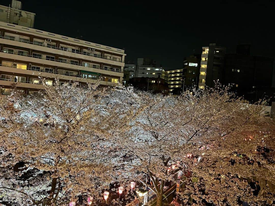 三嶋健太のインスタグラム：「中目の桜。⠀ ⠀ 観に行った人みたいやけど⠀ 違う。⠀ ⠀ 人多すぎて、びびる…w⠀ ⠀ 週2,3回は中目黒に居る。 ⠀  #中目黒　#桜　#cherryblossom」