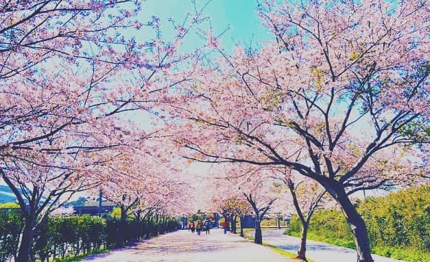 日々野真理さんのインスタグラム写真 - (日々野真理Instagram)「この季節、スタジアム周辺の桜も綺麗🌸です。  #カシマサッカースタジアム #スタジアムの桜 #桜 #cherryblossom」4月2日 12時00分 - marihibino1031