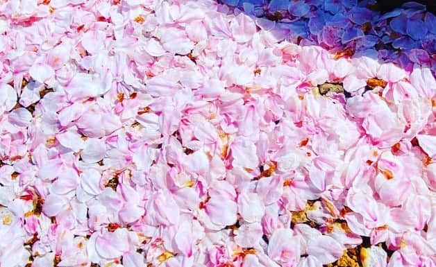 日々野真理さんのインスタグラム写真 - (日々野真理Instagram)「この季節、スタジアム周辺の桜も綺麗🌸です。  #カシマサッカースタジアム #スタジアムの桜 #桜 #cherryblossom」4月2日 12時00分 - marihibino1031