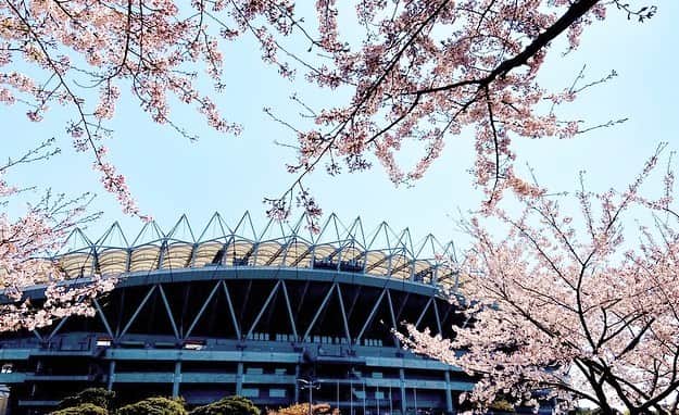 日々野真理のインスタグラム：「この季節、スタジアム周辺の桜も綺麗🌸です。  #カシマサッカースタジアム #スタジアムの桜 #桜 #cherryblossom」