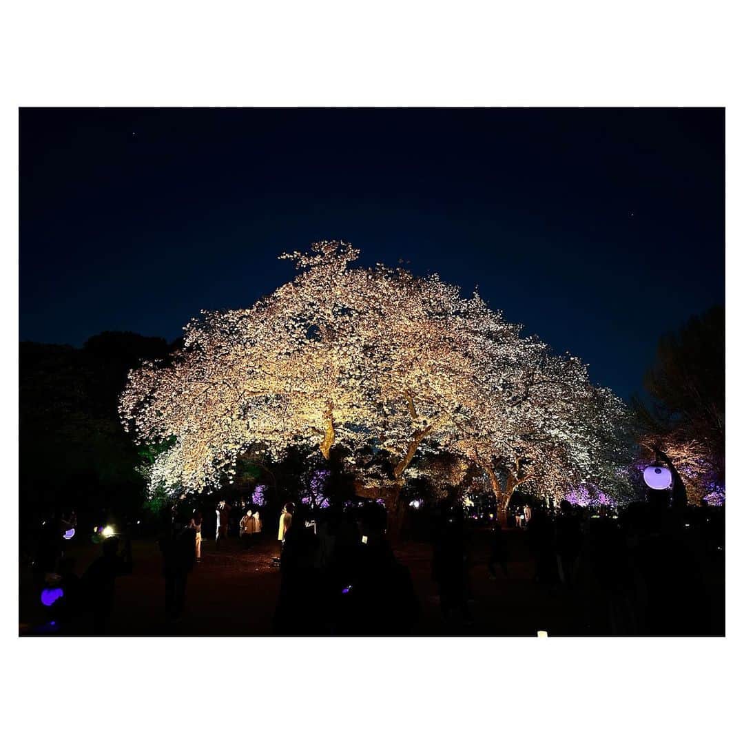 古川美有さんのインスタグラム写真 - (古川美有Instagram)「先日の夜桜🌸 友達がチケットを取ってくれていたけど、それでも1時間以上並びました笑 真っ暗闇で先の見えない列に心折れかけたけど、諦めず入ってよかった。 みんなが色とりどりの提灯を持って歩いていて、園内かわいくなっててとても素敵でした。 #桜　#夜桜　#お花見 #新宿御苑 #NAKED桜の新宿御苑2023」4月2日 12時03分 - miyukogawa
