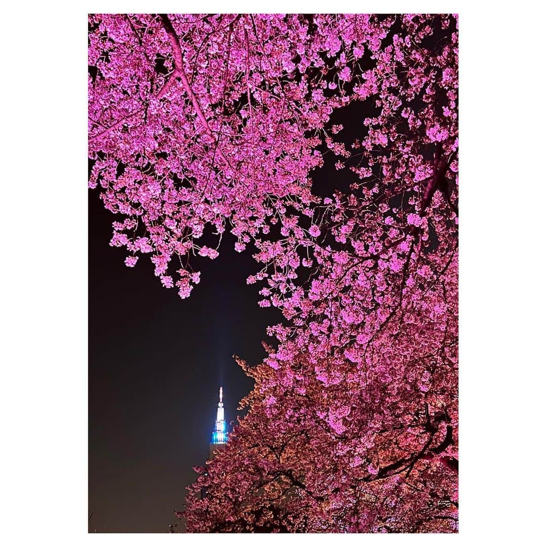古川美有さんのインスタグラム写真 - (古川美有Instagram)「先日の夜桜🌸 友達がチケットを取ってくれていたけど、それでも1時間以上並びました笑 真っ暗闇で先の見えない列に心折れかけたけど、諦めず入ってよかった。 みんなが色とりどりの提灯を持って歩いていて、園内かわいくなっててとても素敵でした。 #桜　#夜桜　#お花見 #新宿御苑 #NAKED桜の新宿御苑2023」4月2日 12時03分 - miyukogawa