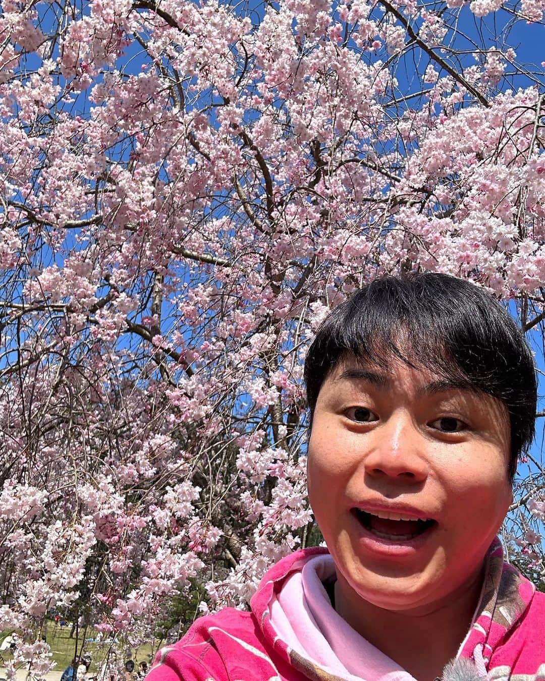 井上裕介さんのインスタグラム写真 - (井上裕介Instagram)「桜と井上、どっちが綺麗！？  #もちろん #井上 #だよね #！？ #？？ #はっ #桜だよ」4月2日 12時09分 - nonyusuke