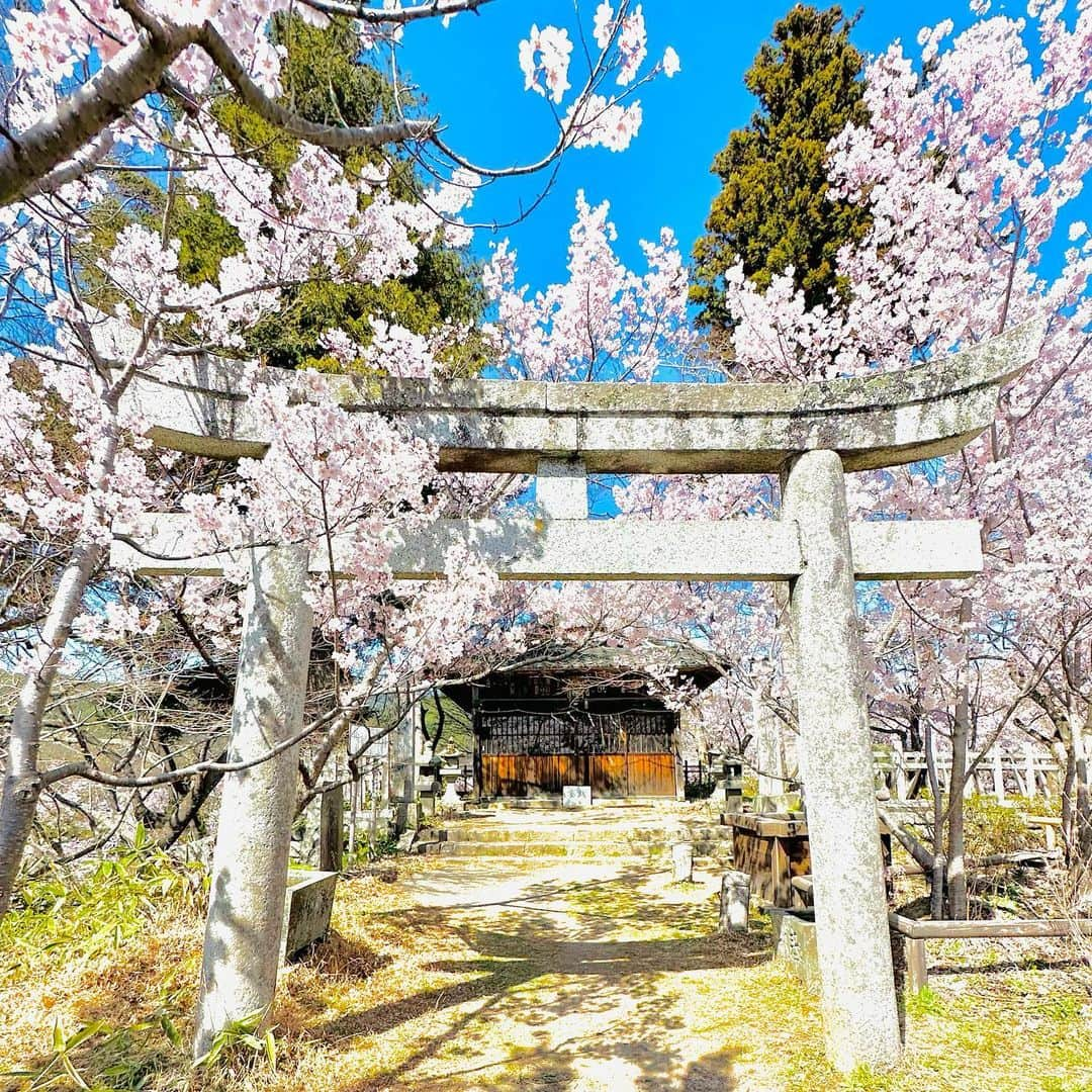 LOVE ME DOのインスタグラム：「#長野県伊那市 の #高遠城址公園 にある神社、#新城神社 。 高遠城址公園の桜、とても素敵でした！ #桜ソフトクリーム も美味しかったです！ #藤原神社 #新城藤原神社 #新城盛信神社」