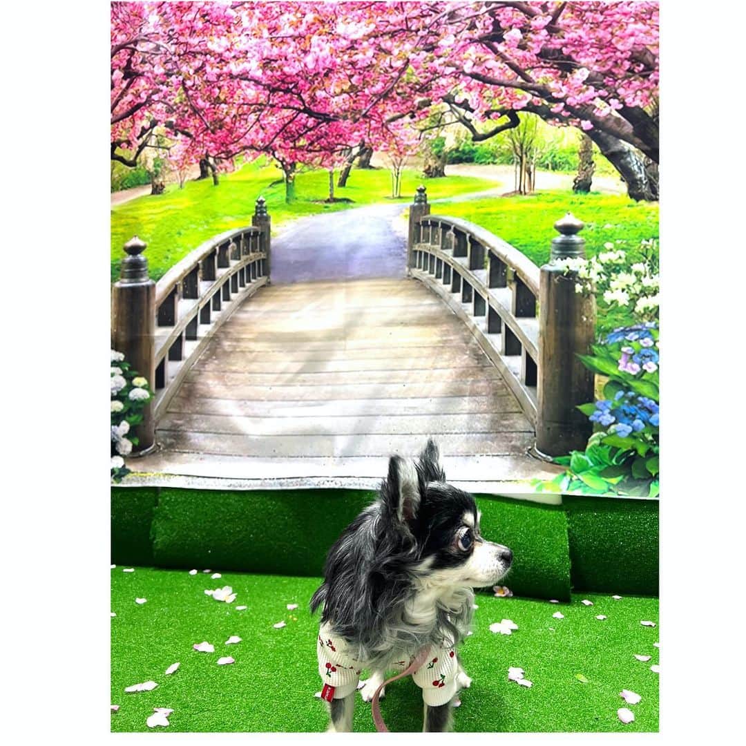 中野公美子さんのインスタグラム写真 - (中野公美子Instagram)「金曜日はルーナと一緒に インターペットへ🐶💕  ROZAIさんのブースに 宮前真樹ちゃんが居て  久し振りに会えて嬉しい🥰 @miyamaemaki  相変わらずまきちゃん可愛い💕 ブースではトークイベントもあって 盛り上がっていました✨ そしてまきちゃんが空き時間に 会場を案内してくれました❣️ 優しい〜🥺  いつもインスタで見てるラズくんにも会えた💕 らっちゃんお昼寝中だったけど可愛いー😍 @lovableraz   大好きなまめきちまめこさんのパネルで撮ったりして📸 @mamekichi_mameko  @mameko_nichijo   6枚目は戦利品と頂き物！ ROZAIさんのロザイボトルは 珪藻土のボールが入ったボトルにお水を入れると、ペットに適した天然ミネラルが溶けて美味しいお水にしてくれるとのこと！ @rozai_bottle  いつも浄水器のお水をあげていたので、これは嬉しい😊 歯ブラシやおやつなどもかなりお買い得でした！  今年もルーナと一緒に行けて良かった🥰🐶  #インターペット #インターペット2023 #クタクタで帰宅 #宮前真樹　ちゃん #rozai #ラズくん #まめきちまめこ #チワワ #chihuahua #チワワ13歳」4月2日 12時40分 - kumikorion