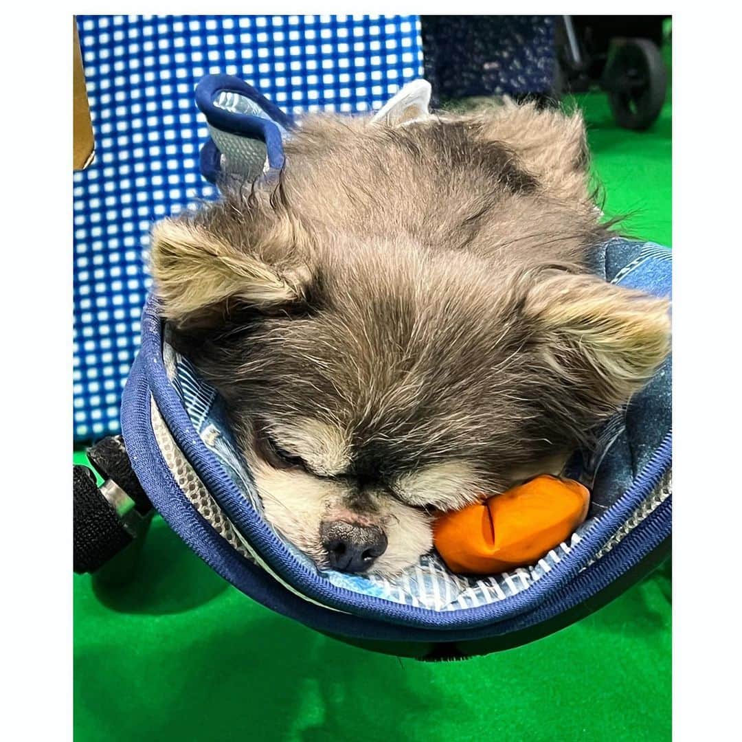 中野公美子さんのインスタグラム写真 - (中野公美子Instagram)「金曜日はルーナと一緒に インターペットへ🐶💕  ROZAIさんのブースに 宮前真樹ちゃんが居て  久し振りに会えて嬉しい🥰 @miyamaemaki  相変わらずまきちゃん可愛い💕 ブースではトークイベントもあって 盛り上がっていました✨ そしてまきちゃんが空き時間に 会場を案内してくれました❣️ 優しい〜🥺  いつもインスタで見てるラズくんにも会えた💕 らっちゃんお昼寝中だったけど可愛いー😍 @lovableraz   大好きなまめきちまめこさんのパネルで撮ったりして📸 @mamekichi_mameko  @mameko_nichijo   6枚目は戦利品と頂き物！ ROZAIさんのロザイボトルは 珪藻土のボールが入ったボトルにお水を入れると、ペットに適した天然ミネラルが溶けて美味しいお水にしてくれるとのこと！ @rozai_bottle  いつも浄水器のお水をあげていたので、これは嬉しい😊 歯ブラシやおやつなどもかなりお買い得でした！  今年もルーナと一緒に行けて良かった🥰🐶  #インターペット #インターペット2023 #クタクタで帰宅 #宮前真樹　ちゃん #rozai #ラズくん #まめきちまめこ #チワワ #chihuahua #チワワ13歳」4月2日 12時40分 - kumikorion