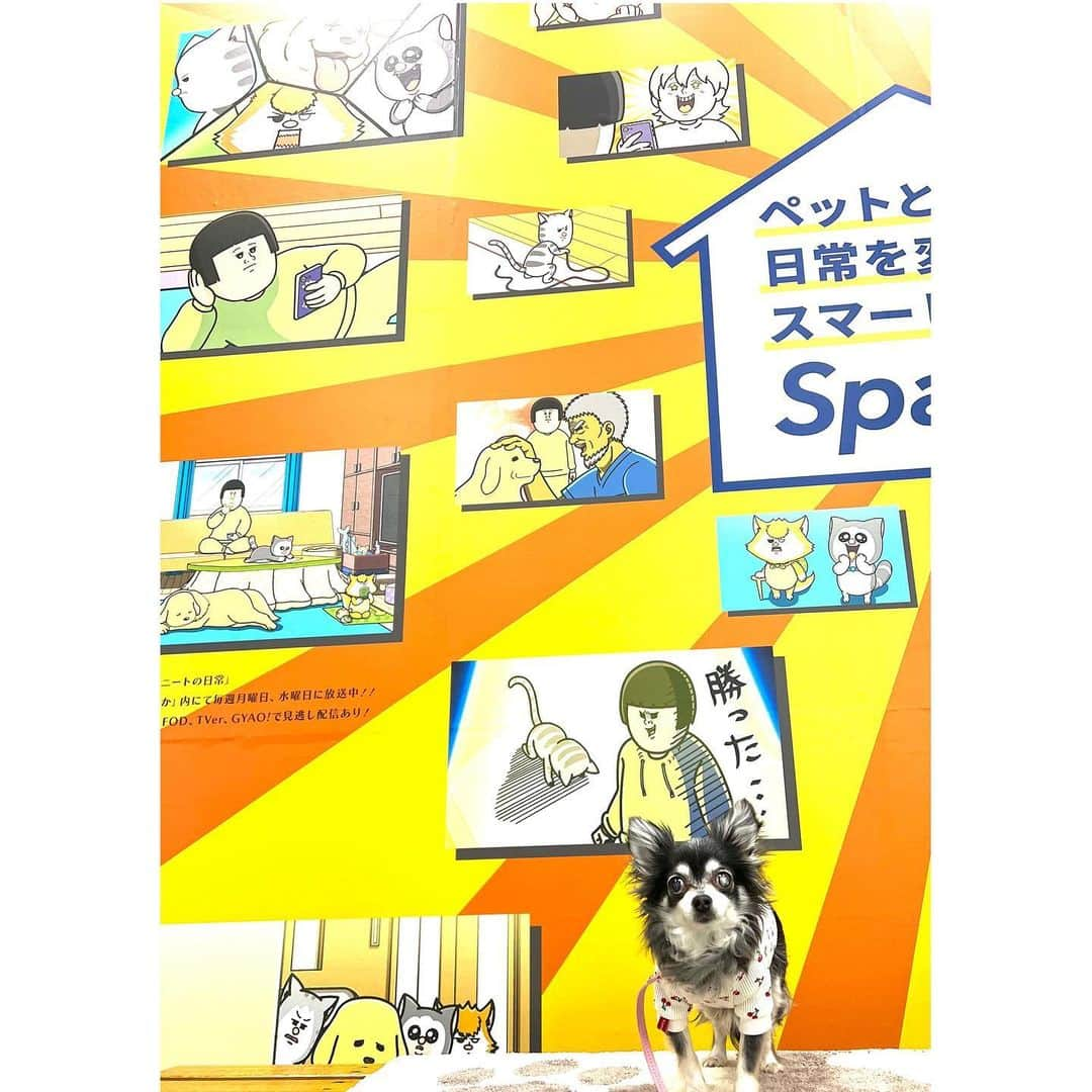 中野公美子さんのインスタグラム写真 - (中野公美子Instagram)「金曜日はルーナと一緒に インターペットへ🐶💕  ROZAIさんのブースに 宮前真樹ちゃんが居て  久し振りに会えて嬉しい🥰 @miyamaemaki  相変わらずまきちゃん可愛い💕 ブースではトークイベントもあって 盛り上がっていました✨ そしてまきちゃんが空き時間に 会場を案内してくれました❣️ 優しい〜🥺  いつもインスタで見てるラズくんにも会えた💕 らっちゃんお昼寝中だったけど可愛いー😍 @lovableraz   大好きなまめきちまめこさんのパネルで撮ったりして📸 @mamekichi_mameko  @mameko_nichijo   6枚目は戦利品と頂き物！ ROZAIさんのロザイボトルは 珪藻土のボールが入ったボトルにお水を入れると、ペットに適した天然ミネラルが溶けて美味しいお水にしてくれるとのこと！ @rozai_bottle  いつも浄水器のお水をあげていたので、これは嬉しい😊 歯ブラシやおやつなどもかなりお買い得でした！  今年もルーナと一緒に行けて良かった🥰🐶  #インターペット #インターペット2023 #クタクタで帰宅 #宮前真樹　ちゃん #rozai #ラズくん #まめきちまめこ #チワワ #chihuahua #チワワ13歳」4月2日 12時40分 - kumikorion