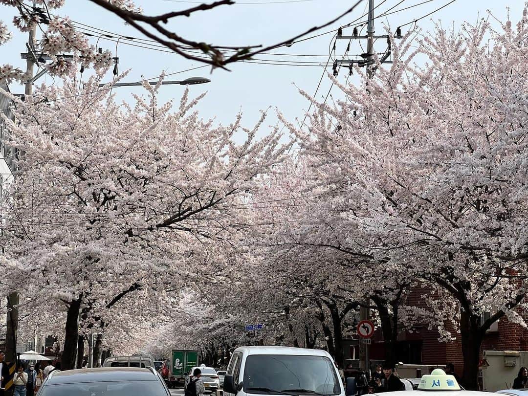 イム・ホのインスタグラム：「#벚꽃놀이 #꽃중년? #얼마만에 #즐거운봄나들이」