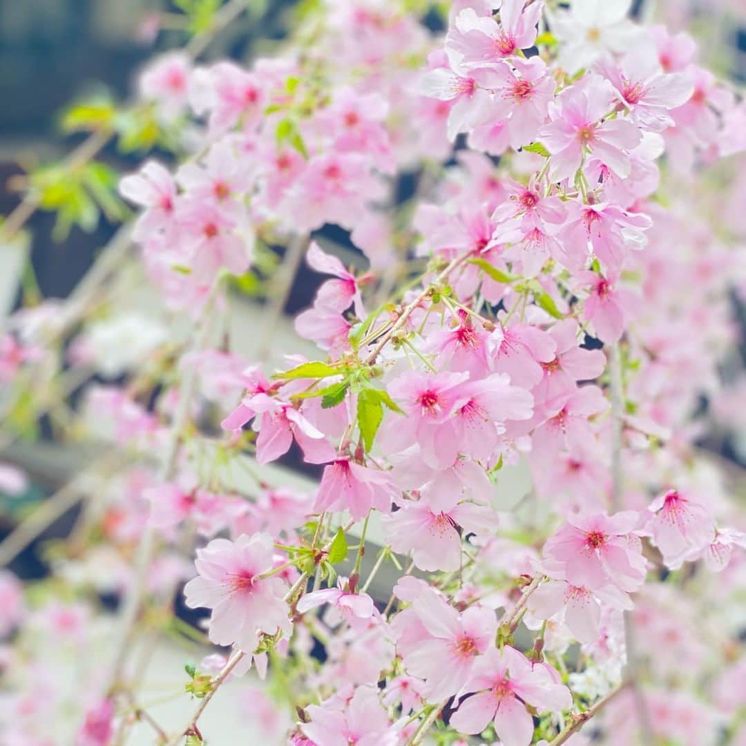 のインスタグラム：「#聖徳太子 が創建された京都の寺院#六角堂 ✨  #枝垂れ桜 がとってもキレイ╰(*´︶`*)╯🌸🌸🌸   癒された❤️  #ks_23✨ #ks_kyoto✨ #京都  #烏丸 #六角烏丸 #京都さんぽ #京都観光 #京都桜」