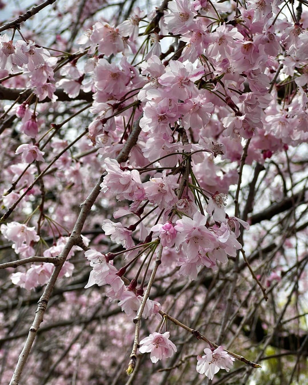十碧れいやさんのインスタグラム写真 - (十碧れいやInstagram)「.  桜が散り始めるのが寂しくて、 千鳥ヶ淵へお散歩。  この日は曇り空だったんだけど、しばらく桜眺めてたら晴れ間が出てきてその瞬間に撮れた🤭♪  春 さくら 大好き☺️  #春 #さくら #桜 #桜散る #さみしい #大好きな季節 #千鳥ヶ淵 #千鳥ヶ淵の桜 #千鳥ヶ淵公園」4月2日 13時15分 - reiya_toa