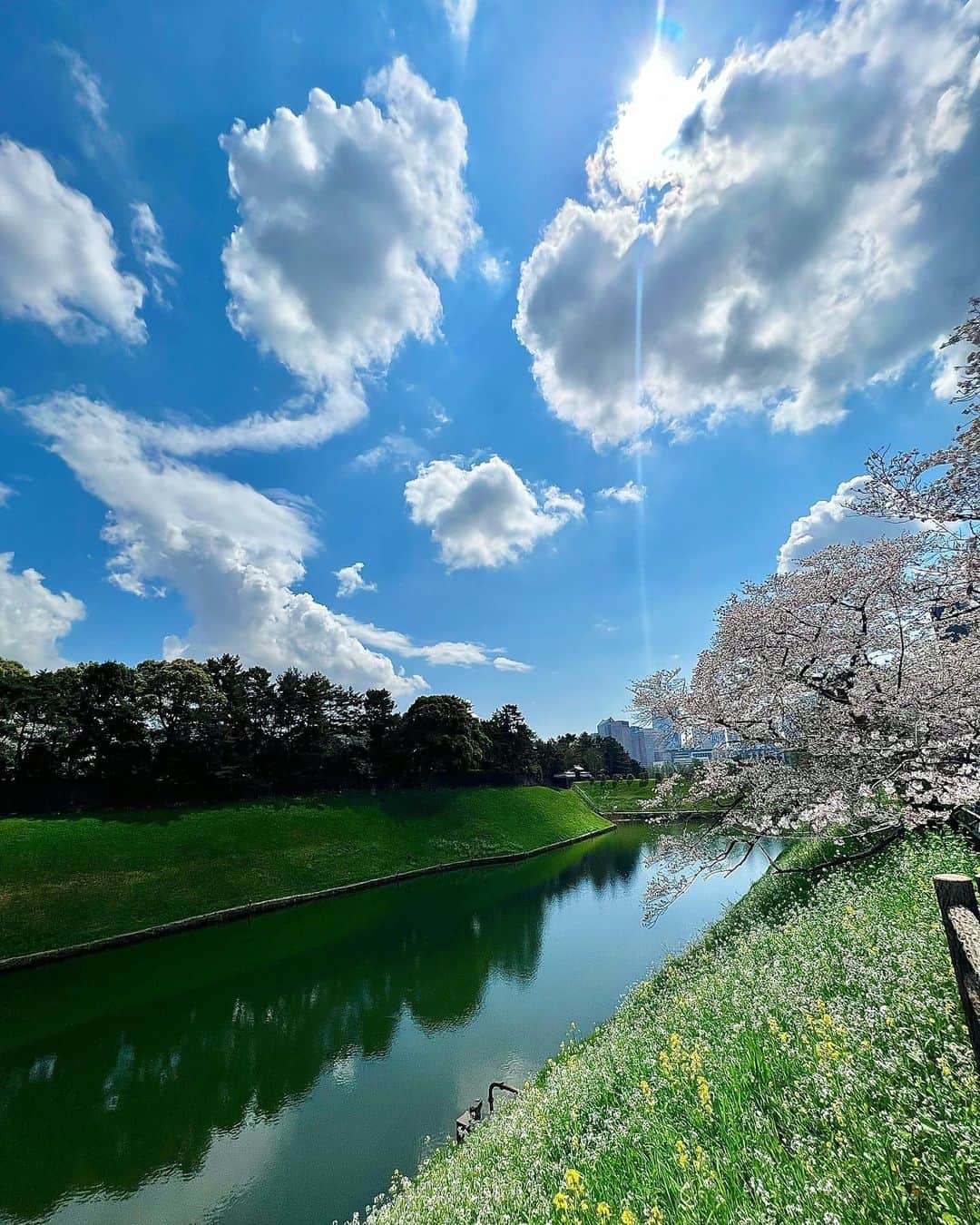 十碧れいやさんのインスタグラム写真 - (十碧れいやInstagram)「.  桜が散り始めるのが寂しくて、 千鳥ヶ淵へお散歩。  この日は曇り空だったんだけど、しばらく桜眺めてたら晴れ間が出てきてその瞬間に撮れた🤭♪  春 さくら 大好き☺️  #春 #さくら #桜 #桜散る #さみしい #大好きな季節 #千鳥ヶ淵 #千鳥ヶ淵の桜 #千鳥ヶ淵公園」4月2日 13時15分 - reiya_toa