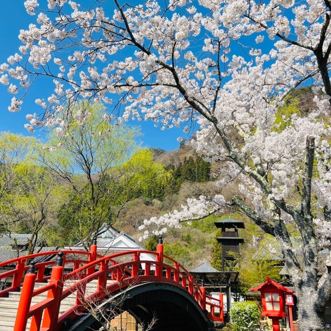 のインスタグラム：「・ インスタ映え | Instagrammable 花より団子？Bread is better than the songs of birds.🤔🤔🤔 🌸 ・　 ・ #edo #edowonderland #nikko #hanami #桜 お花見 #いざ江戸へドロン #江戸の風景 #春の江戸 #江戸人 #日光 #テーマパーク #江戸時代 #江戸ワンダーランド日光江戸村」