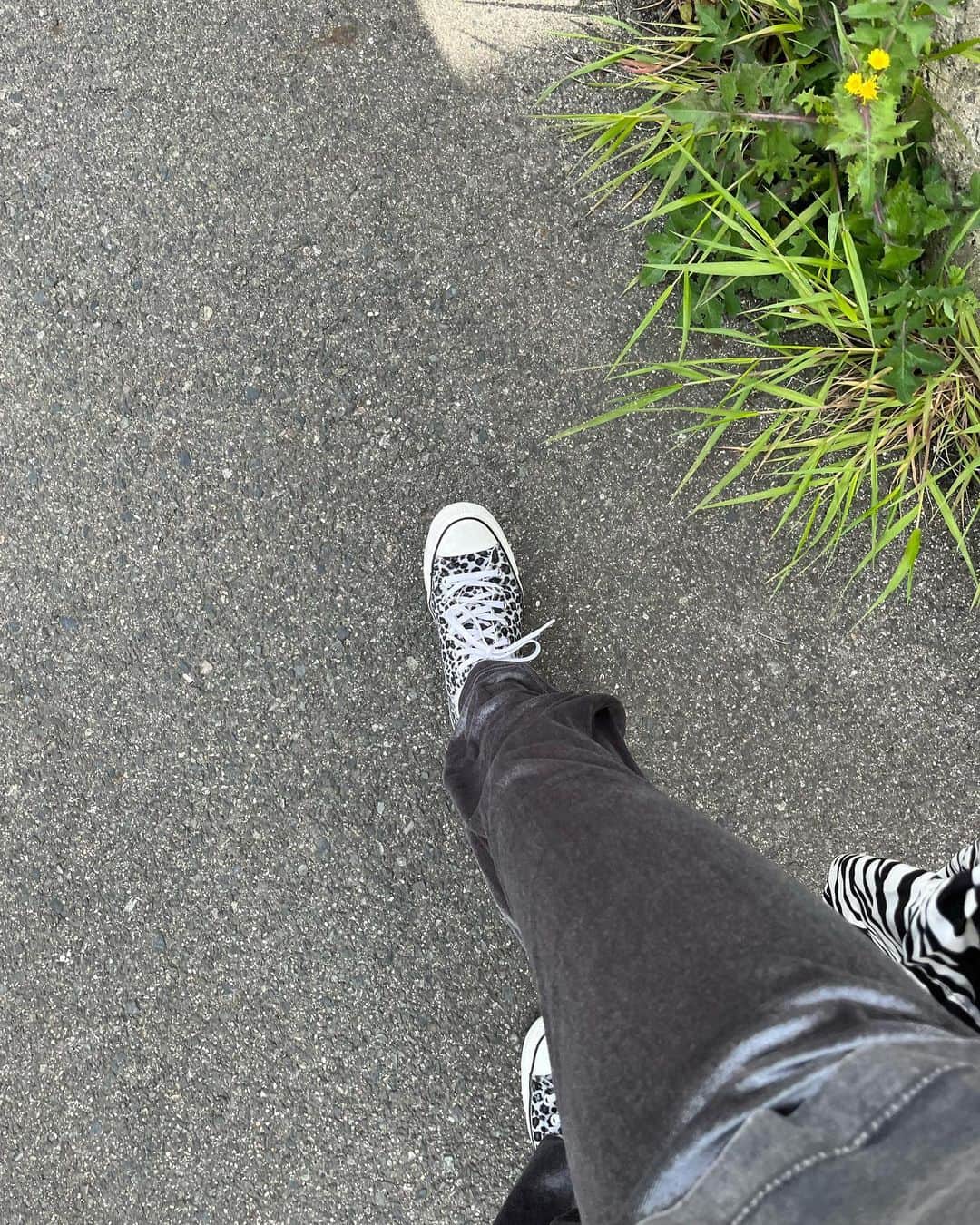浅井悠由さんのインスタグラム写真 - (浅井悠由Instagram)「" 🦓❤️🫶🏼 #zebra #warm #stroll」4月2日 13時22分 - youasai4