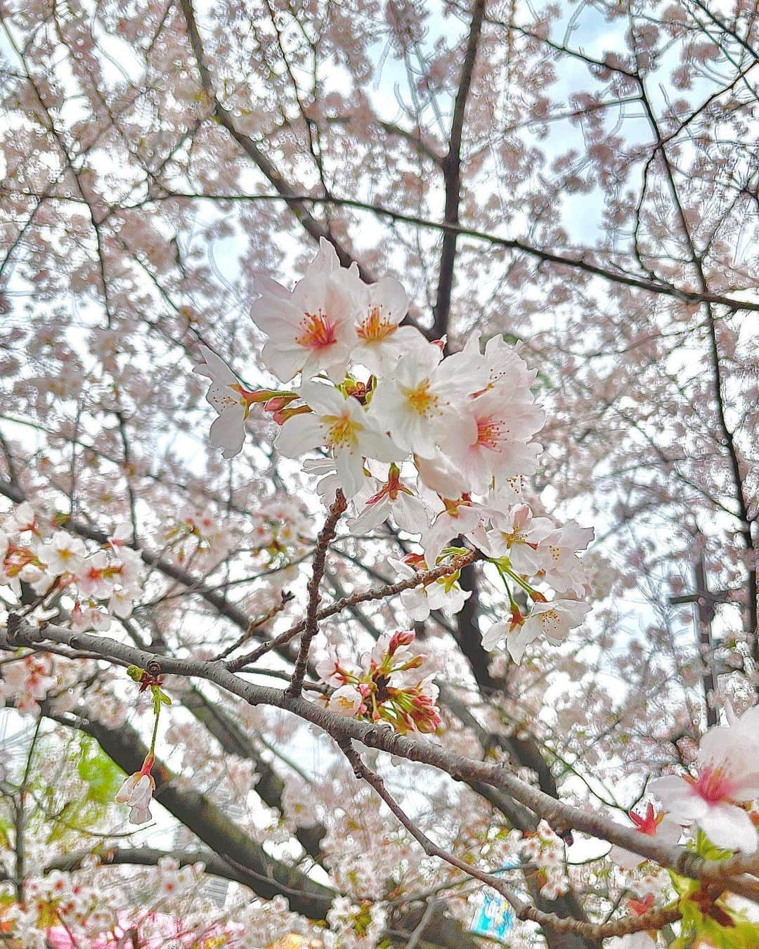 西山野園美さんのインスタグラム写真 - (西山野園美Instagram)「××  みなさん、お花見は行きましたか？ 私は先日上野のお花見を楽しんで来ました😄  上野東照宮も行ってきました。 この前、絵馬を返しに日光へ行ったので家康のファンかもしれないです。  上野東照宮で桜の御朱印を頂いて、可愛い御守りが無いか見ていたら、なんと手塚治虫先生のユニコがいました。こんな所で推しに会えるとは思いませんでしたのでそんなのは絶対に買いました。(不思議な日本語)  上野のお花見といえばむかし、ファンの人たちとお花見オフ会をしたのを思い出します。 日が落ちてから、こわ〜い声で桃太郎を話した事をよく覚えています🍑 本当に楽しかったな〜〜  この日は番組で仲良くなった人たちで久々に集まったよ！ みんな大きくなってた😄  × × ×  #お花見 #上野東照宮 #上野 #上野恩賜公園 #桜」4月2日 13時29分 - nozoccho