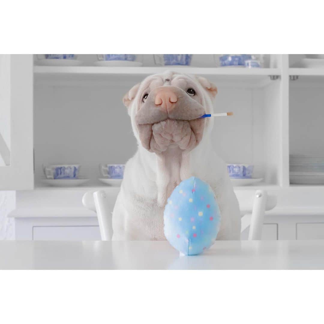 のインスタグラム：「He drew inspiration from a very special spot while painting his Easter egg today 🎨 🥚#spotthedot #paintingeggs #love #lambington #sharpei #sharpeisofinstagram #sharpeisoftheworld #wrinkles #squishyfacecrew #squishy #easter #eastereggs #crafts #dog #dogs #dogsofinstagram #dogoftheday #ilovemydog #instagood #weeklyfluff #instadaily #iloveyoutothemoonandback」