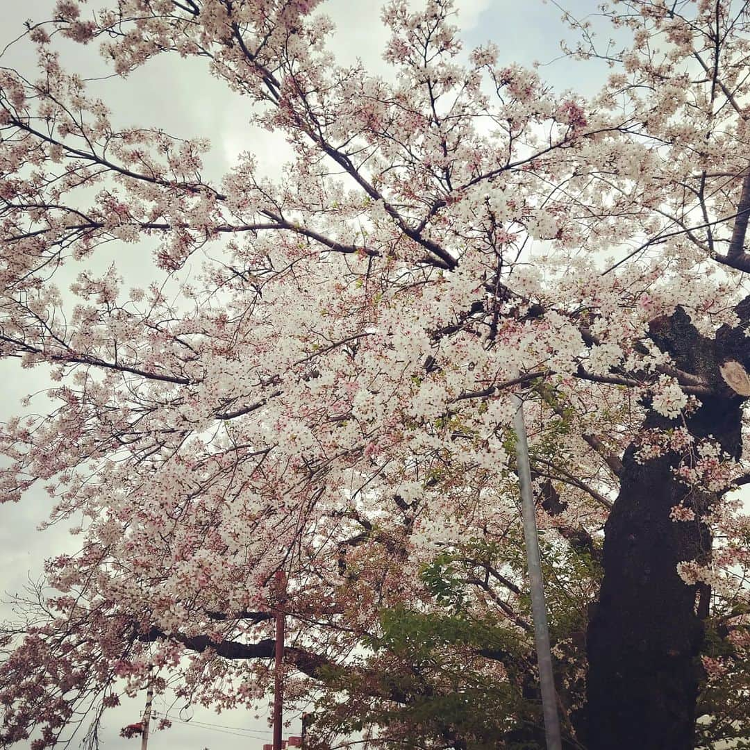 鈴木Daichi秀行のインスタグラム：「SAKURA」