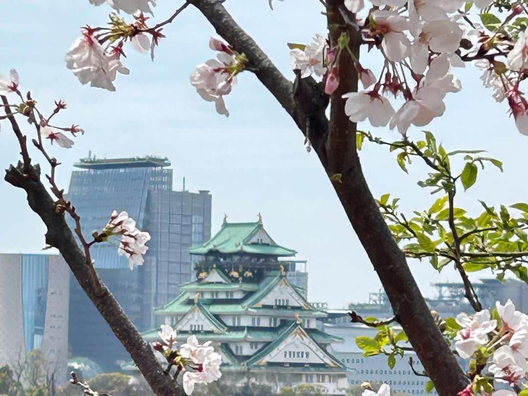 牧野誠三さんのインスタグラム写真 - (牧野誠三Instagram)「桜満開の大阪ビジネスパークと大阪城公園。多くの人出で、賑わっています。 入学式に間に合うかは微妙。しかし、ここへ来て一気に花開きました。 #元ytvアナウンサー #読売テレビ #OBP #大阪城 #大阪城公園 #桜 #さくら #満開」4月2日 13時45分 - makino_seizo_freeter