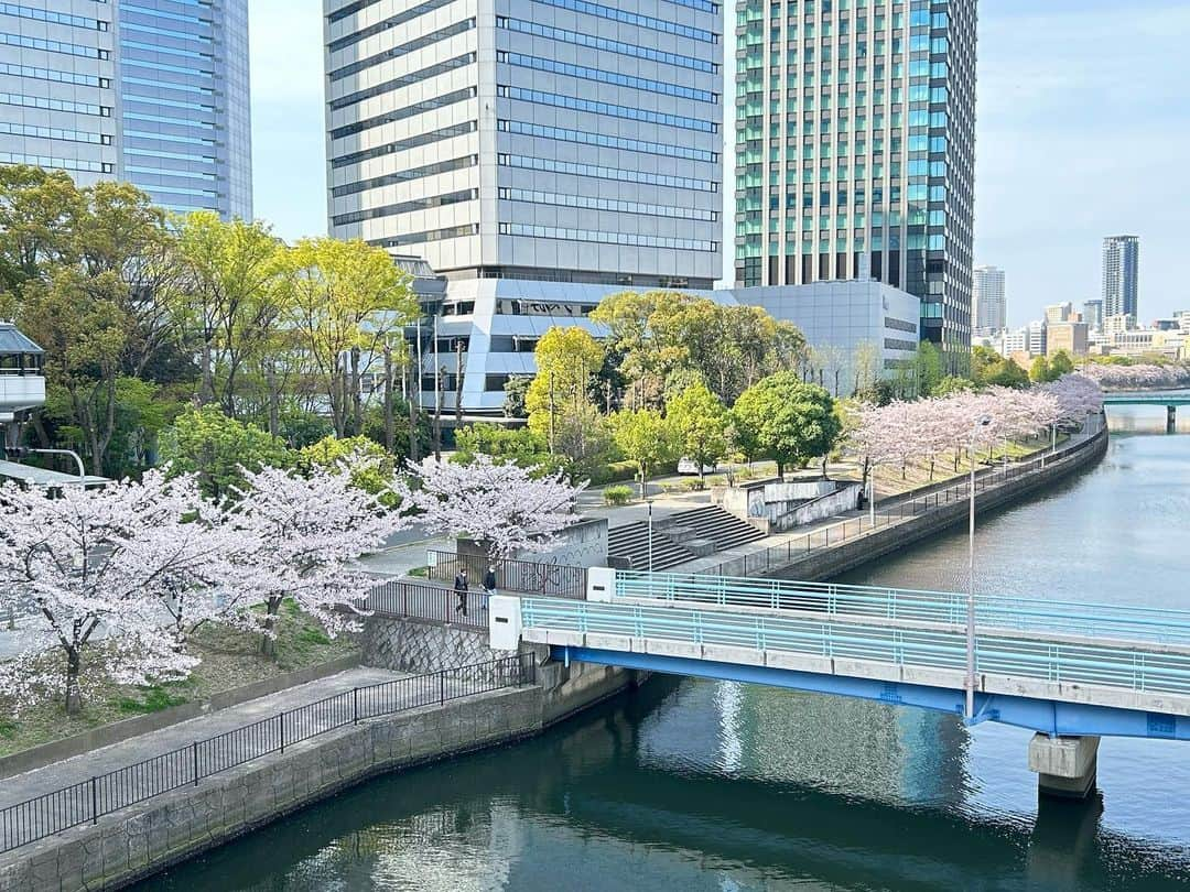 牧野誠三さんのインスタグラム写真 - (牧野誠三Instagram)「桜満開の大阪ビジネスパークと大阪城公園。多くの人出で、賑わっています。 入学式に間に合うかは微妙。しかし、ここへ来て一気に花開きました。 #元ytvアナウンサー #読売テレビ #OBP #大阪城 #大阪城公園 #桜 #さくら #満開」4月2日 13時45分 - makino_seizo_freeter