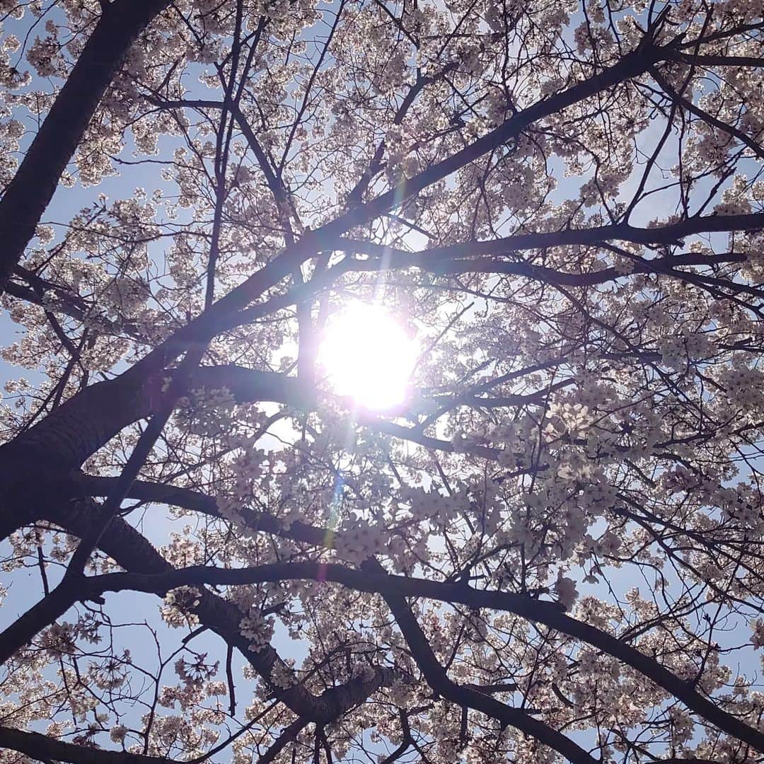 のインスタグラム：「今年はたくさん桜を観にいけた。  今年は天候が良くて長く咲いてくれた気がする✨  また来年！！🌸🌸🌸  #さくら #桜 #お花見 #おはなみ」