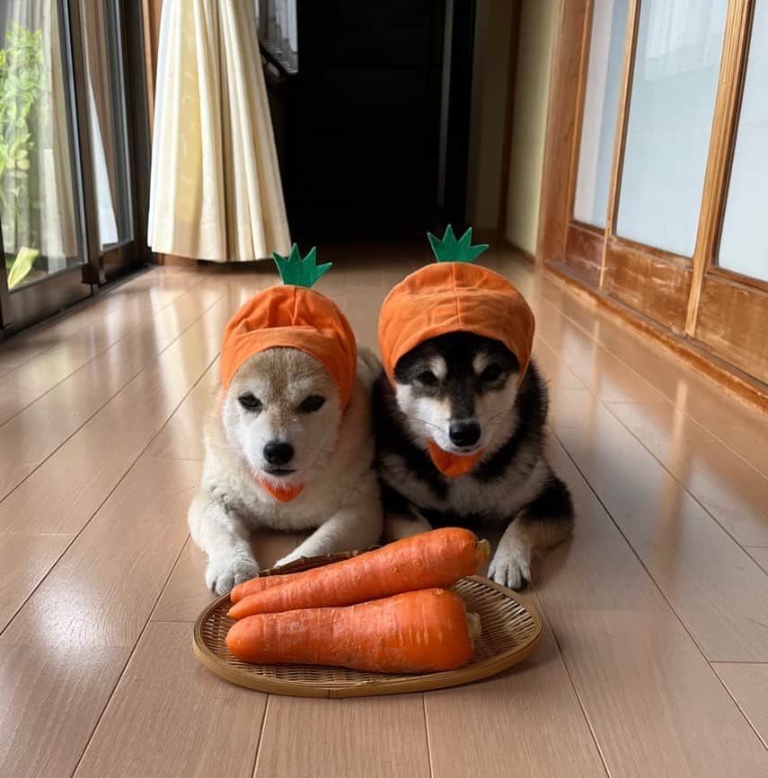 豆柴なつ&ふゆのインスタグラム