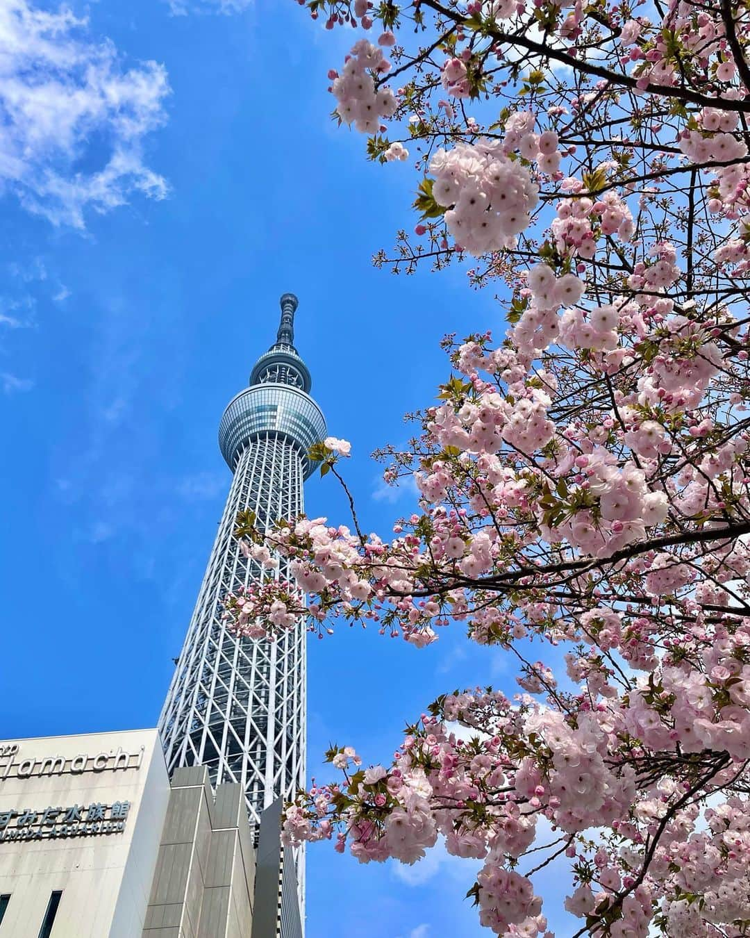 藤城アンナさんのインスタグラム写真 - (藤城アンナInstagram)「スカイツリーのふもとの桜がとっても綺麗だった🌸 Juanneのブラウス着てお散歩♡ 4/5までワンピースは50％off、ブラウスとスカートは30％offセール中です🌼 この写真で着てる長袖も、襟付きの五分袖も、これからの季節にぴったりなので ぜひ一枚お迎えいかがでしょうか☺️💭  #高身長コーデ #高身長女子 #高身長ファッション  #高身長女子と繋がりたい  #高身長向けブランド  #173cmコーデ  #173cm #高身長」4月2日 19時52分 - annafujishirochan