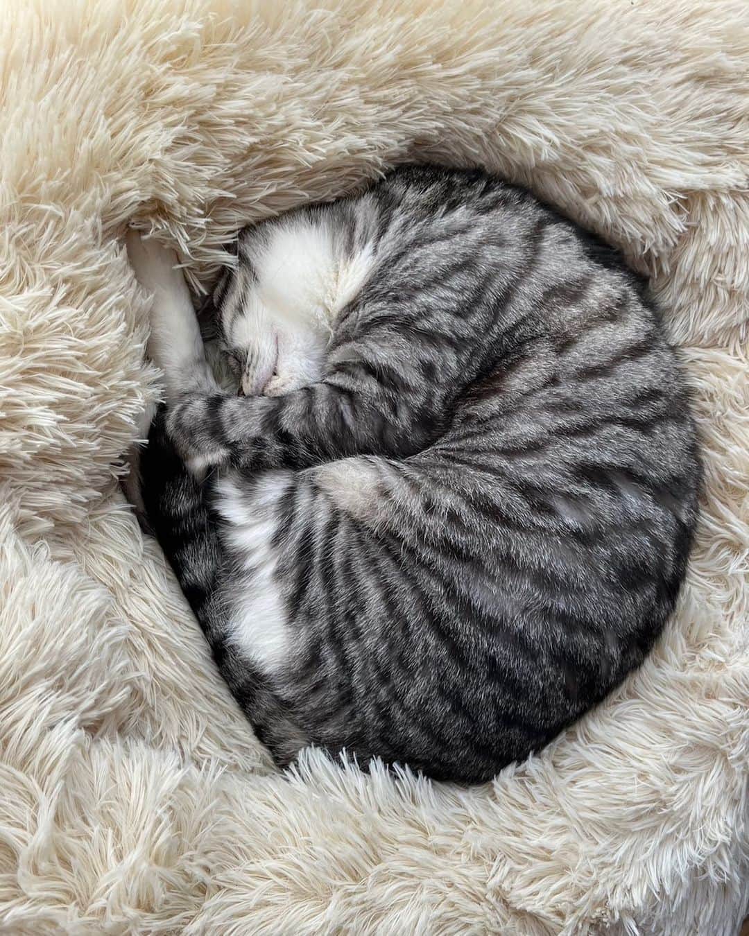 ?りっこ?さんのインスタグラム写真 - (?りっこ?Instagram)「＊ ＊ 🌿  Harutarou 🌿  このペット用ベット(大😂) 去年の秋に迎えて 今日初めて 寝てくれました🙌🏻 何事も 諦めてはいけません😂💦  4月も うさ春♡ よろしくお願いしますねぇ🐈‍⬛🐈‍⬛  ...ｏO○Oｏ...ｏO○Oｏ...  ＊ ＊ #cats_of_instagram  #TheDailyKitten  #cats_of_world #balousfriends  #catloversclub  #cat_features #catstocker #themeowlife  #sweetcatstime  #thedailykitten #cats_of_instworld #IGersJP #happypetclub #bestmeow #保護猫 #catsfollowers  #pleasantcats  #catsofday #happycatclub #sweetcatclub #catsnet #instacat_meows #cutieanimalspage #ようやく使ってくれた  #thedailykitten #dailycatshow #にゃんグラム #nyancon01 #sippoストーリー　#petokotolife ＊ ＊ 🌿🌿🌿🌿🌿🌿🌿🌿🌿🌿🌿🌿」4月2日 14時46分 - usako_honma