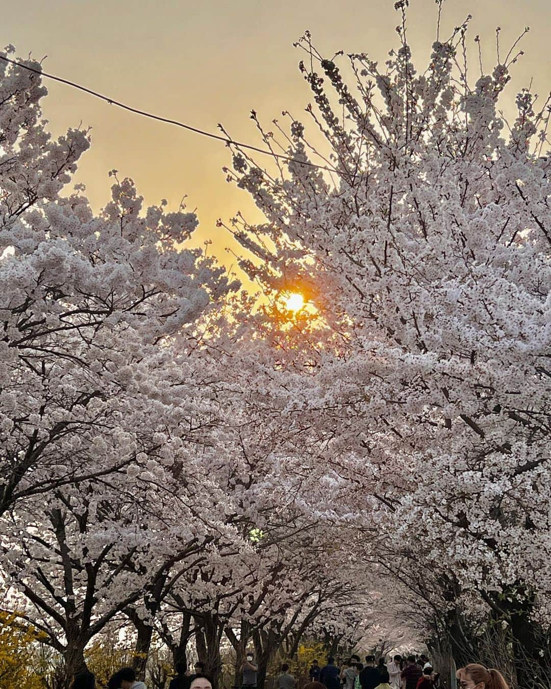 パク・ソヨンさんのインスタグラム写真 - (パク・ソヨンInstagram)「아 예뻐…💗벚꽃 만개🌸 _ 석촌호수만큼 사람이 많지도 않으면서 풍성한 벚꽃을 만끽할수 있는 곳:-)  단점은 주변에 밥먹을데가 별로 없..🫠 근데 벚꽃 보고 있으면 팝콘 먹고 싶은고 저만 그래여…?😂😆🍿🤍」4月2日 14時52分 - ssovely1024