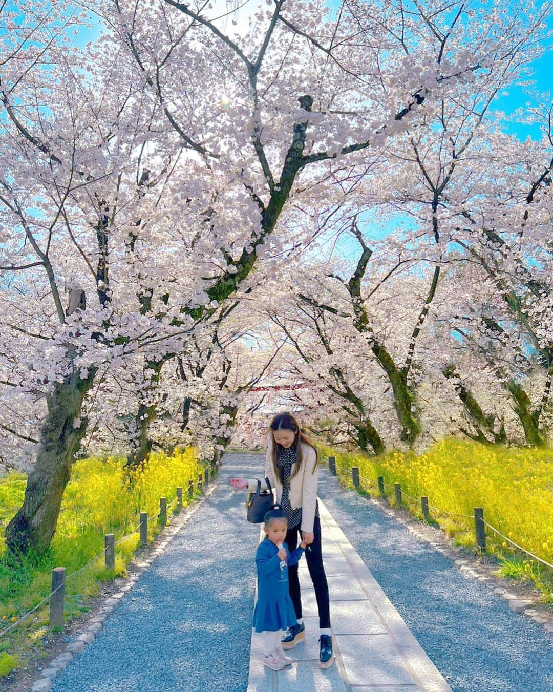 姫野れみのインスタグラム：「先日、念願の平野神社の桜を見に京都へ⛩  教えていただいてからずっと見たくて お友達たちとみんなで楽しく 満開の桜と菜の花を一度に見ることができて 最高のお花見ができました🌸🌼  #京都 #平野神社 #桜」