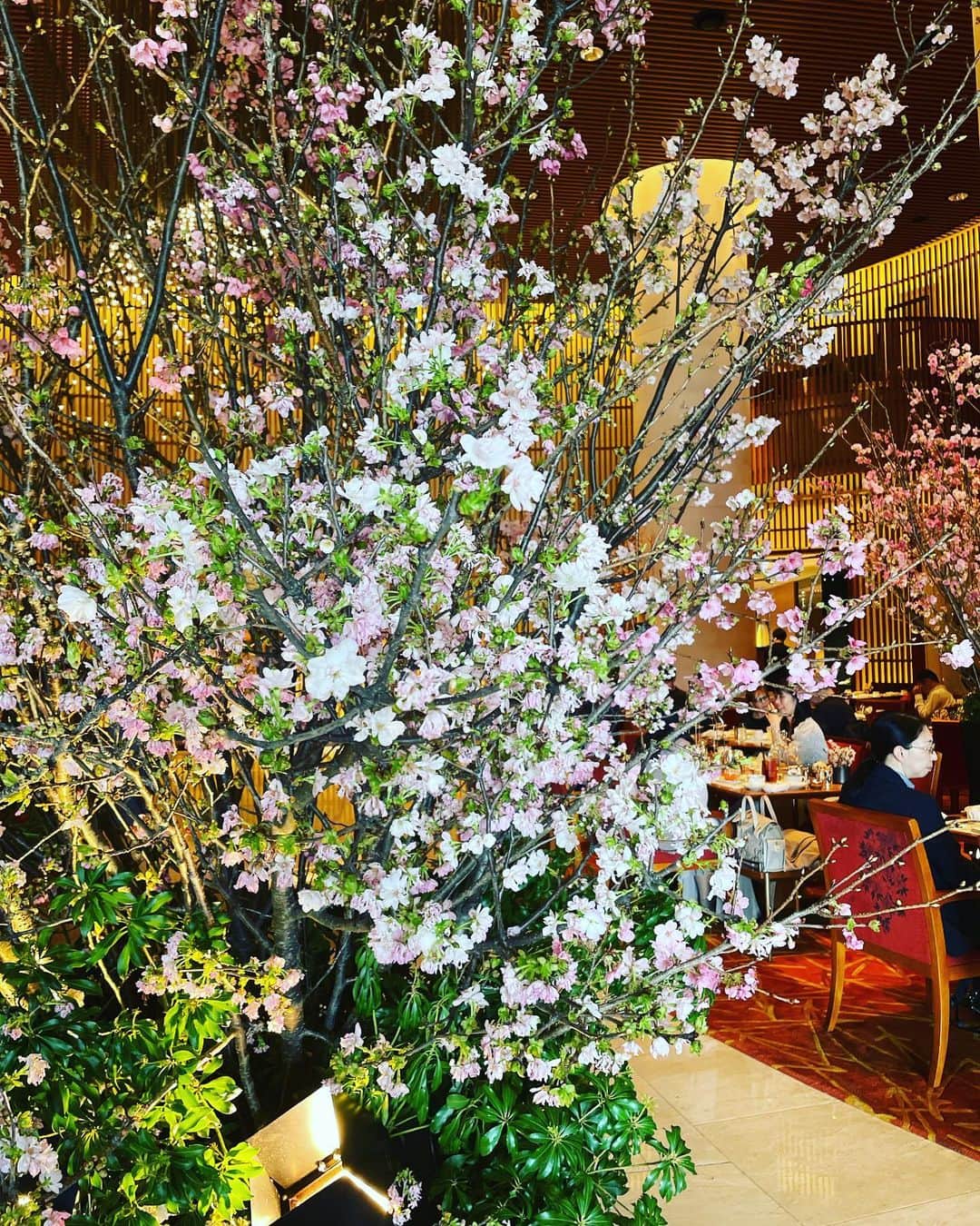 小川薫さんのインスタグラム写真 - (小川薫Instagram)「【Tokyo】 . 東京はひんやり。 桜もまだ待っててくれました🌸 . #salondeclover  #サロンドクローバー #小川薫 #料理研究家　#テーブルコーディネーター」4月2日 15時06分 - salondeclover