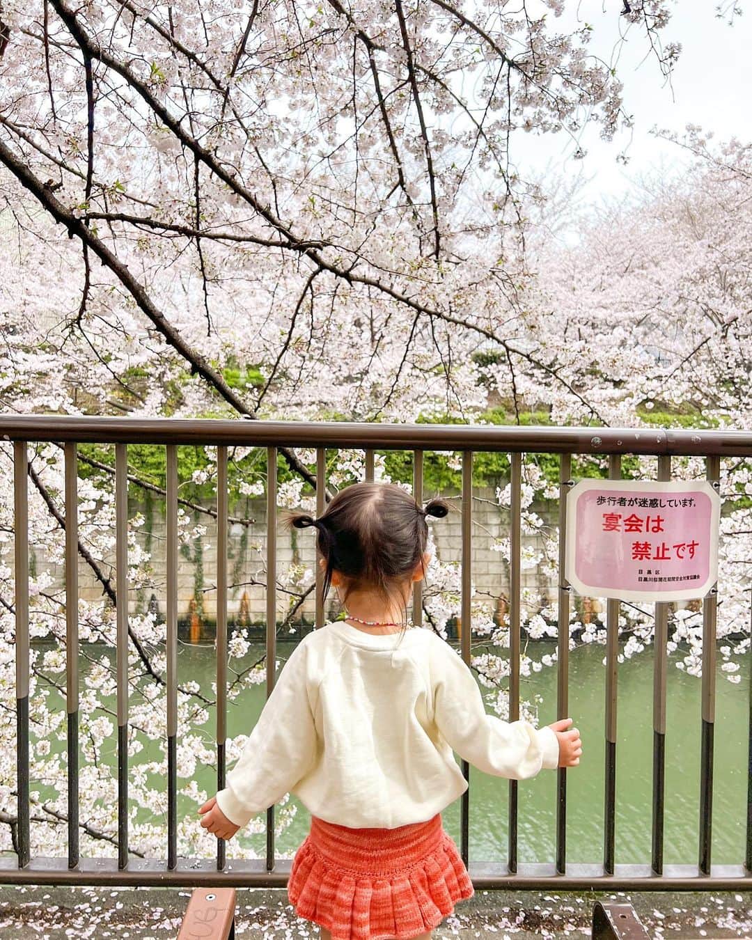 林弓束さんのインスタグラム写真 - (林弓束Instagram)「. 桜満開🌸 毎年この季節いく 目黒方面の目黒川のさくら。 中目黒より混雑なく ゆったり見れるのでおすすめ🌸 この日はくもりで☁️ 青空と桜が映えるよなーと 思いながらも やっぱり満開の桜は綺麗でした💕 あっという間におわってしまう桜、本当に儚いねえ〜 . . . . #女の子ママ  #2020年5月生まれ  #2歳 #二歳  #2歳女の子 #子供服 #こどもふく #こども服 #おでかけスポット  #子連れ東京 #子連れお出かけ #子連れ東京さんぽ #こどもとおでかけ #まはりふく  #東京ママ」4月2日 15時14分 - hayashiyuzuka