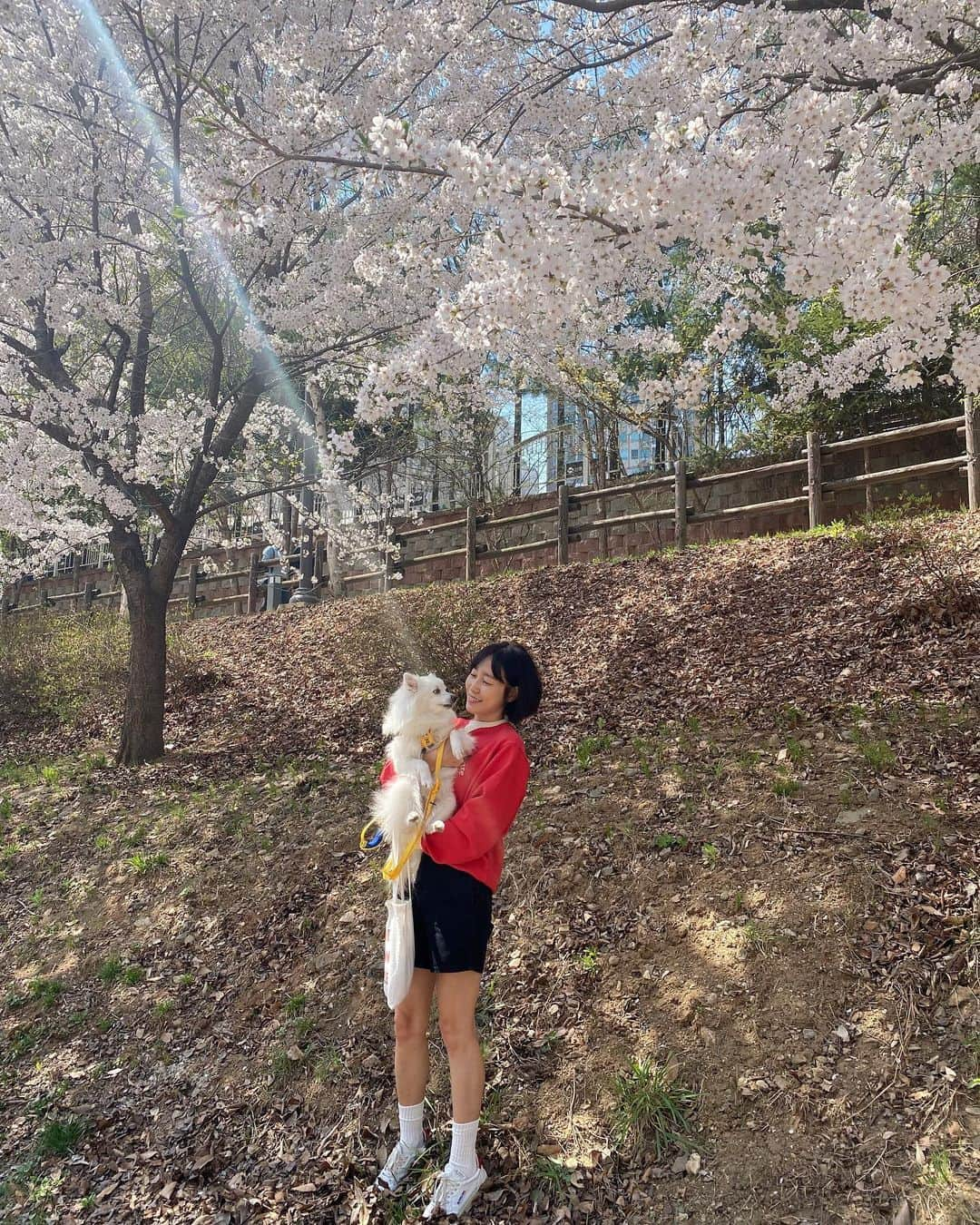 ハ・シウンのインスタグラム：「지나가는게 아쉬운 계절🌸」