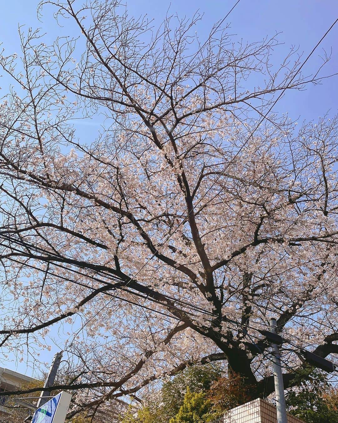 芝彰子さんのインスタグラム写真 - (芝彰子Instagram)「🌸  お花見日和🌸な今週末。  #だんだんと紫外線が怖い季節に😑 #UVケアは一応365日 #ノンケミカル #肌負担少ないものを #お花見 #tokyo #japan #hanami」4月2日 15時15分 - akiaki1221