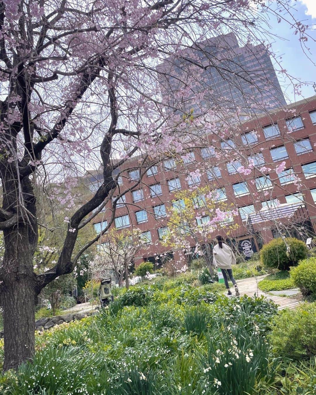 芝彰子さんのインスタグラム写真 - (芝彰子Instagram)「🌸  お花見日和🌸な今週末。  #だんだんと紫外線が怖い季節に😑 #UVケアは一応365日 #ノンケミカル #肌負担少ないものを #お花見 #tokyo #japan #hanami」4月2日 15時15分 - akiaki1221